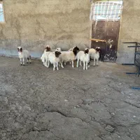 فروشی|حیوانات مزرعه|بدره, |دیوار