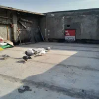 کفتر آلمانی  پرشی|حیوانات|مشهد, ایوان|دیوار