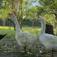 غاز|حیوانات مزرعه|نوشهر, |دیوار