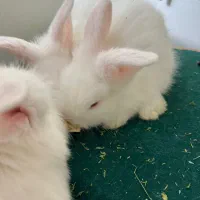 خرگوش|موش و خرگوش|پردیس, فاز ۲|دیوار