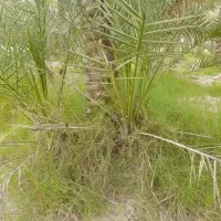 پاجوش نخل|گل و گیاه طبیعی|اهرم, |دیوار