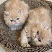 گربه های زیبا مجموعه ی ایران کتز