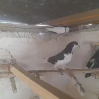 کبوتر|پرنده|شیراز, شهرک مهرگان|دیوار