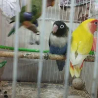 کوتوله مولد