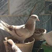 کبوتر پرشی توافقی|پرنده|قرچک, زیبا شهر|دیوار
