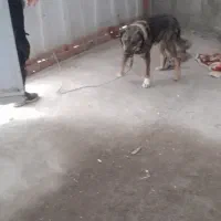 سگ نگهبان|سگ|قروه, |دیوار