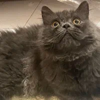 واگذاری گربه نژاد دار