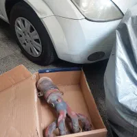 کاتالیست کارکرده تیبا ۹۸ فابریک|قطعات یدکی و لوازم جانبی|تهران, کوی بیمه|دیوار