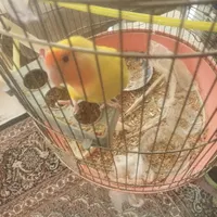 طوطی گم شده حوالی پارک حافظ