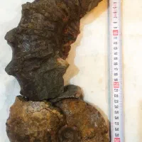 آمونیت ۱۵۰ میلیون ساله عطیقه|کلکسیون اشیاء عتیقه|شاندیز, |دیوار