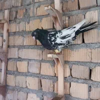 کفتر|پرنده|مرودشت, ژیان|دیوار