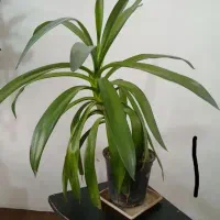 گل آپارتمان