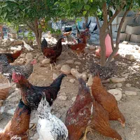 تعداد مرغ محلی فروشی