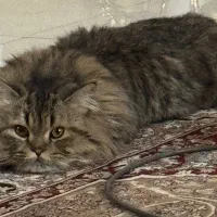 واگذاری گربه پرشین|گربه|زاهدان, |دیوار