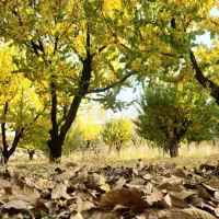 وام مهربانی