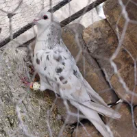 نرماده خوشرنگ هفت رنگ