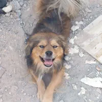 سگپاکوتا|سگ|مرند, |دیوار