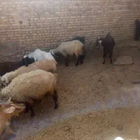 بره|حیوانات مزرعه|میبد, |دیوار