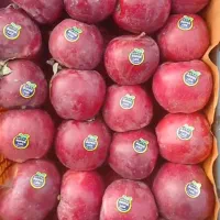 نیازمند کار در باغ یا سردخانه(سورت میوه)