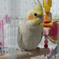 فروش دو عدد عروس هلندی|پرنده|مهدی شهر, |دیوار