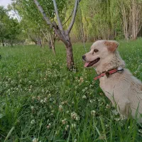 پاکوتاه ماده معاوضه با نر