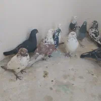 کفتر پرشی|پرنده|گلستان (تهران), |دیوار