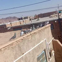 14عدد کفتر فروشی