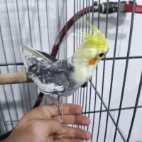 عروس هلندی دستی