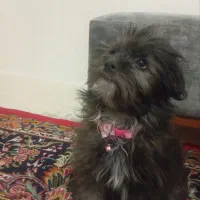 واگذاری توله شیتزو تریر