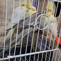 عروس هلندی 2 ماهه|پرنده|طاهرگوراب, |دیوار