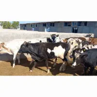 کارگر دامداری ( فقط افغانی با خانواده کم جمعیت)