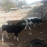 فروش ۳عدد کوساله ماده