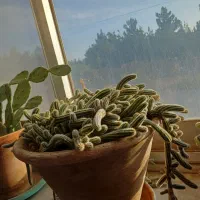 گل کاکتوس فروشی|گل و گیاه طبیعی|شاهرود, |دیوار