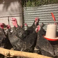 بوقلمون|حیوانات مزرعه|همدان, |دیوار