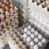عرضه مستقیم تخم مرغ محلی تخم اردک و بوقلمون