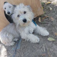 سگ خانگی شیتزو مو بلند