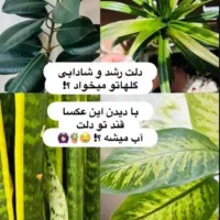 قرص ارگانیک