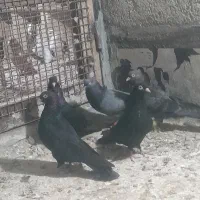 زاغ آبادانی