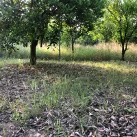 باغچه-450-متری