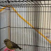 قناری ماده|پرنده|قدس, شهرک فرزان|دیوار