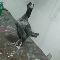 خروس لاری|حیوانات مزرعه|تهران, چوب تراش|دیوار