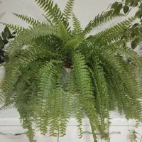 گل سرخس|گل و گیاه طبیعی|اسدآباد, |دیوار