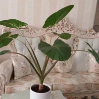 گل گیاه اپارتمانی بابا ادم قشنگ|گل و گیاه طبیعی|قم, آذر (نکویی)|دیوار