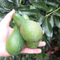 فروش میوه اواکادو ارسال از استان گیلان