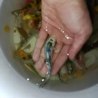 ماهی کوی باله بلند و کوتاه ، گلدفیش ، قرمز مولد|ماهی|اراک, |دیوار