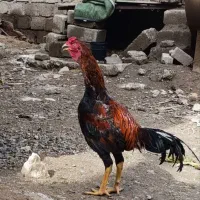 خروس لاری 7 ماهه