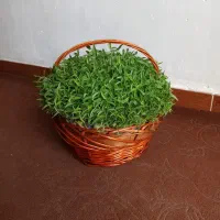سبزه|گل و گیاه طبیعی|خرم‌آباد, |دیوار