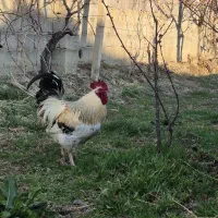 خروس|حیوانات مزرعه|نوشین شهر, |دیوار