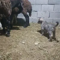 واگذاری توله سگ ماده اصیل