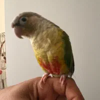 گیرینچیک اناناسی ویلوساید